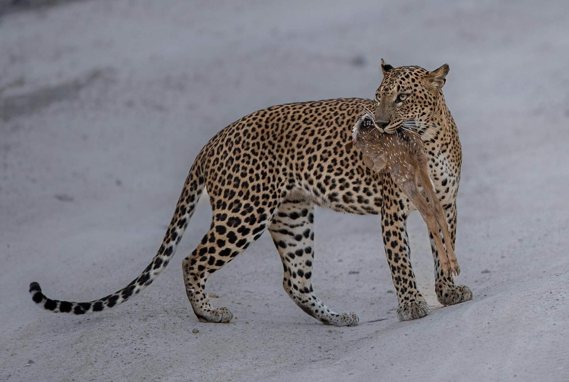 leopard